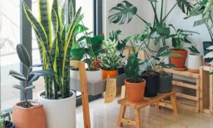 Air purifying plants