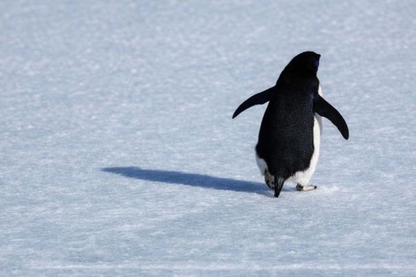 Why is the nihilist penguin trending