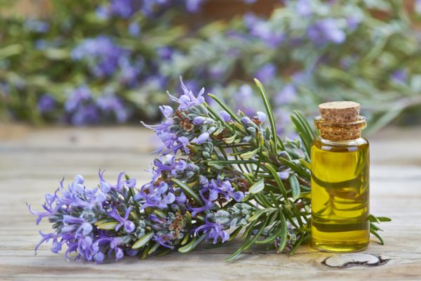 how does rosemary oil helps in hair growth
