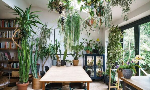 cooling indoor plants