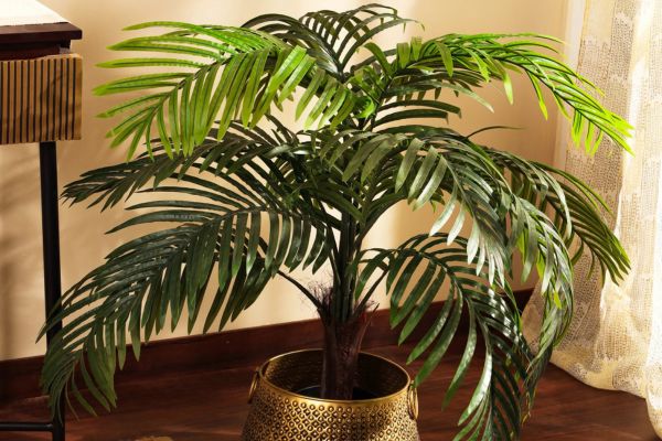 indoor plants for hot weather