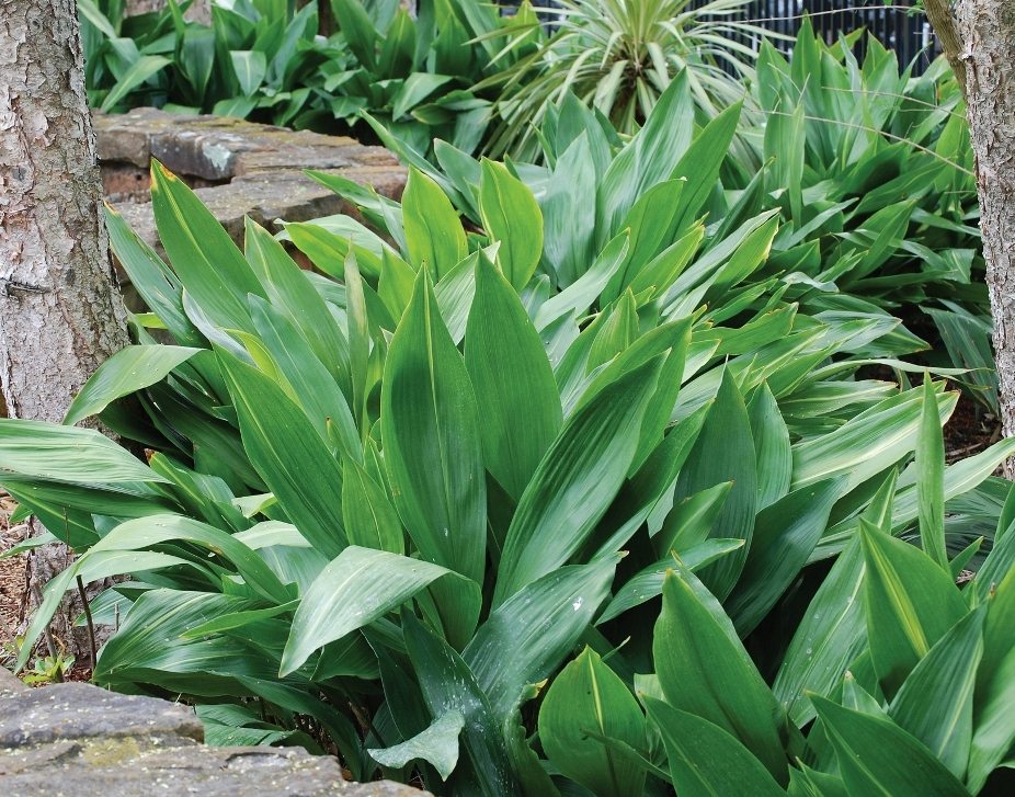 Indoor plants