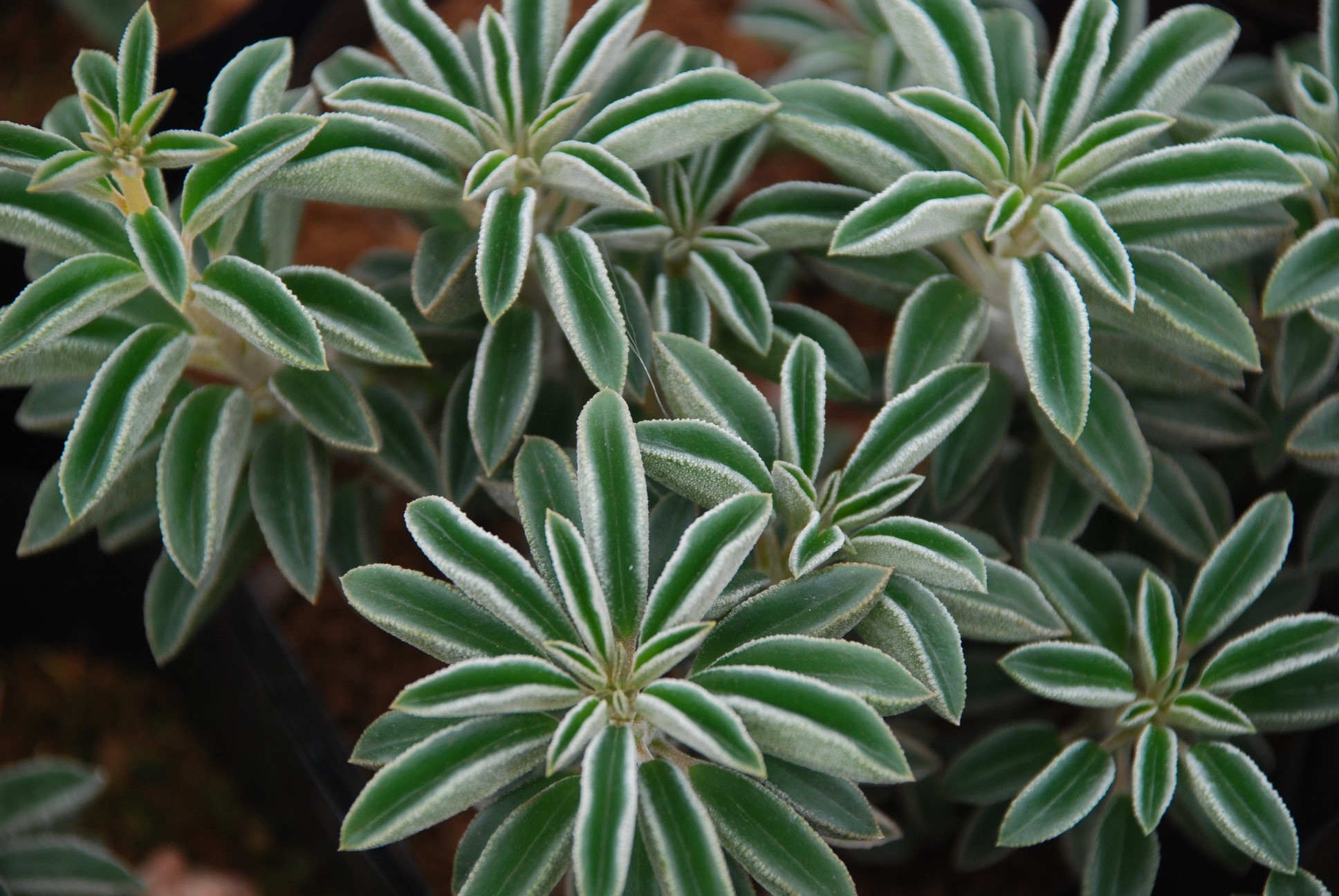 Indoor plants