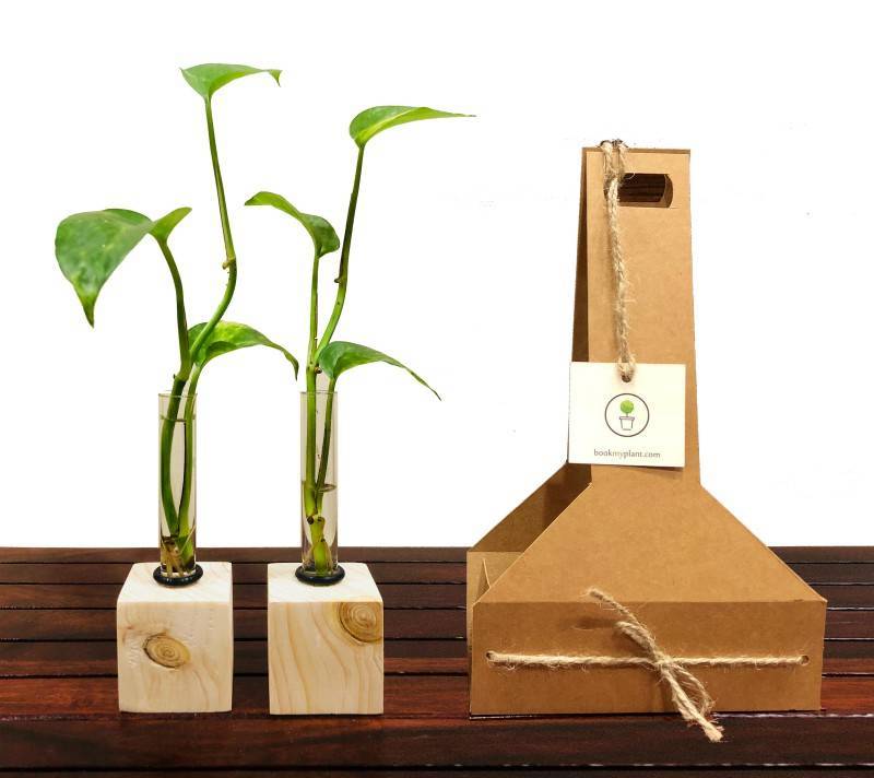 diwali gifts plants