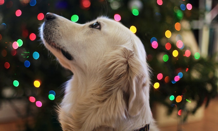 Dog-Friendly Diwali: How To Keep Your Pets Safe And Happy This Diwali