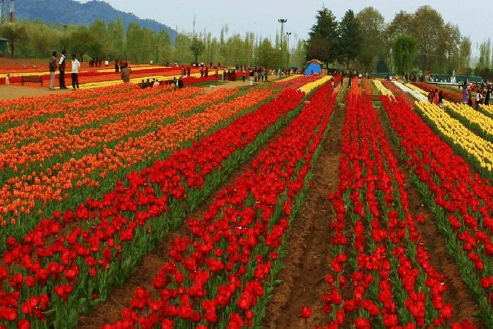 festivals in 2019 tulip festival srinagar