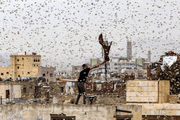 locusts in India