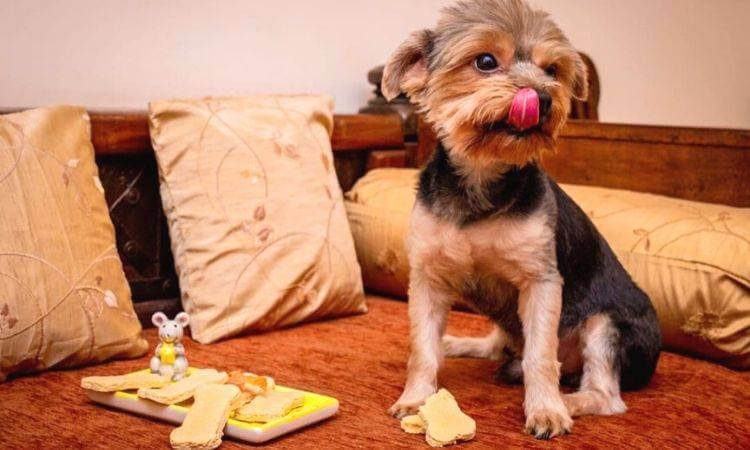 dog food