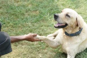 street dog shelters in delhi ncr