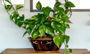 Vastu Tips For Money: How To Keep Your Money Plant To Attract Wealth
