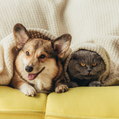 do pets help with mental health