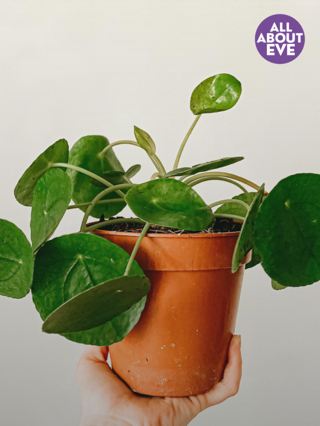 How To Keep A Money Plant: Vastu Tips To Attract Wealth