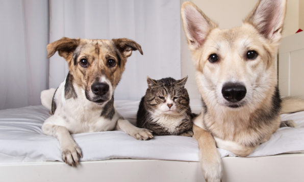 things to know before adopting a pet