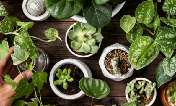 plants that keep insects away