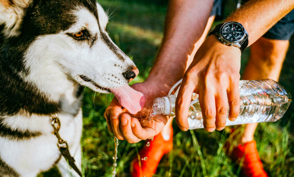 signs of dehydration in pets