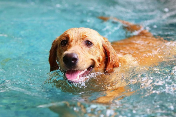 signs of dehydration in pets